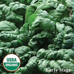 0656-1-BLOOMsdale-spinach-organic.jpg