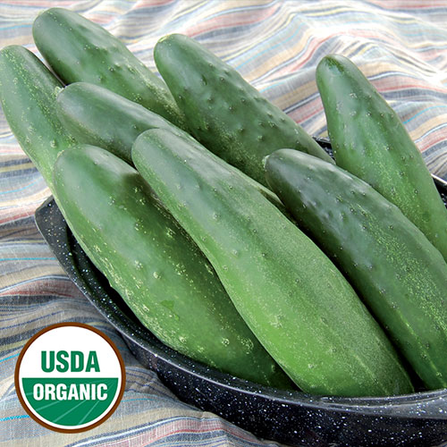 0866-longfellow-cucumber-organic.jpg