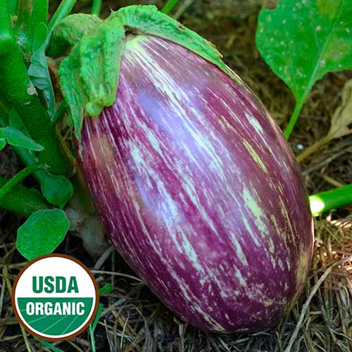 1196-listada-de-gandia-eggplant-organic.jpg